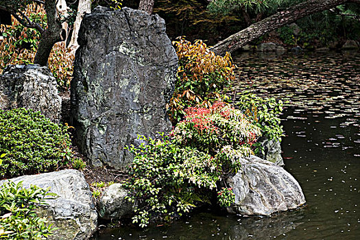 小,树,石头,旁侧,花园,京都