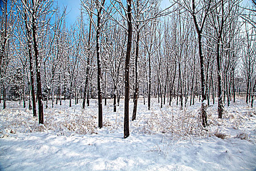 中国冬季白色的雪覆盖着的树林