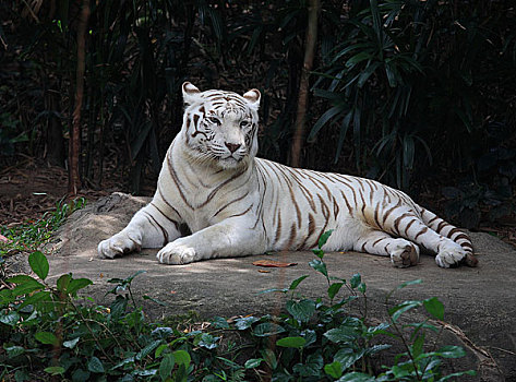 新加坡动物园老虎白虎