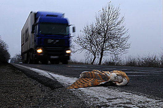 仓鸮,死,成年,杀死,途中,接近,卡车,保加利亚,欧洲