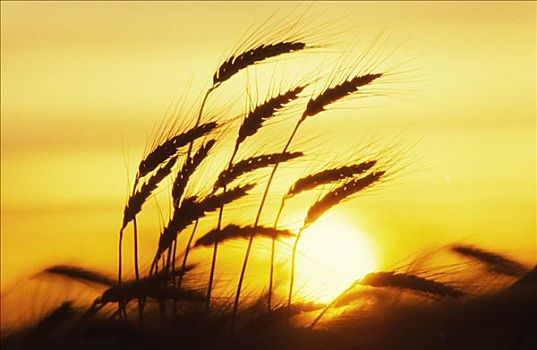 小麦,特写,日落,剪影