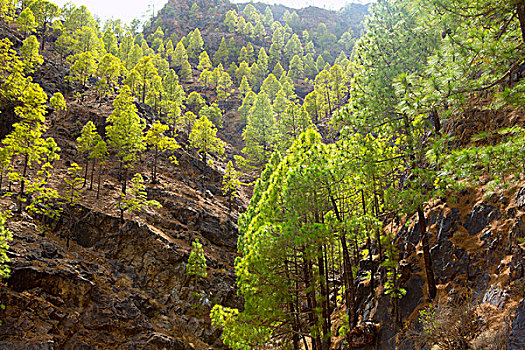 大卡纳利岛,加那利群岛,松树,山