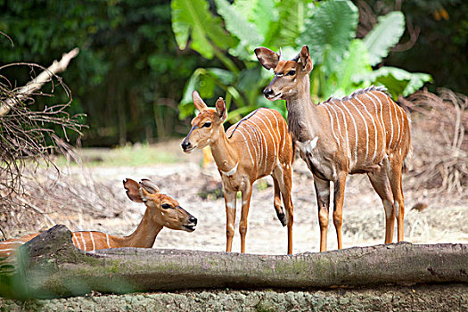 林羚,羚羊,新加坡动物园,新加坡