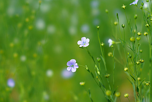 亚麻,花