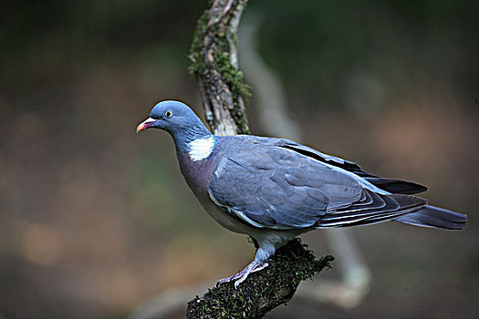 普通,斑尾林鸽,法国
