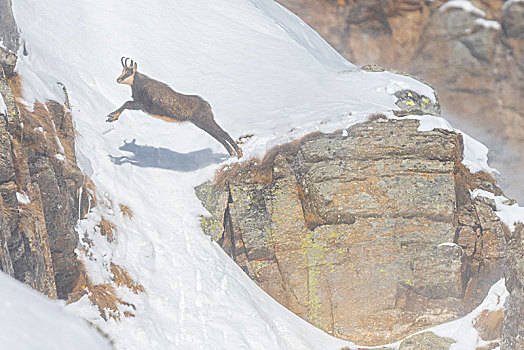 跳跃,岩羚羊,雪,斜坡,山谷,大帕拉迪索国家公园,省,都灵,意大利阿尔卑斯山,意大利