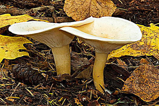 蘑菇,温哥华岛,不列颠哥伦比亚省,加拿大