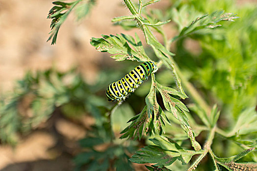 茴香虫