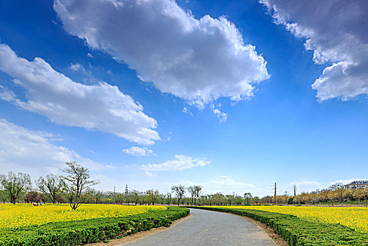 虞舜湿地公园的油菜花