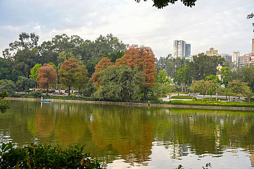 羊城广州天河公园冬季湖边水杉美景