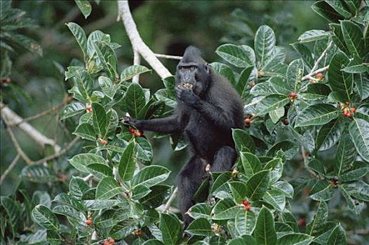 黑色,短尾猿,弥猴属,脱,无花果,榕属植物,成熟,水果,苏拉威西岛,印度尼西亚