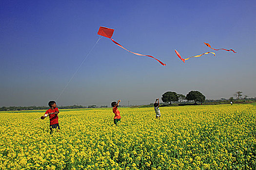 孩子,飞,风筝,芥末,地点,孟加拉,二月,2008年