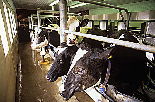 黑白花牛,母牛,自动化,温哥华岛,不列颠哥伦比亚省,加拿大