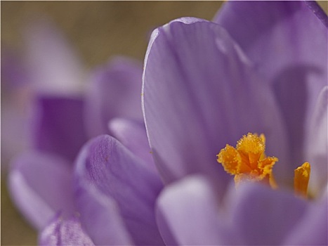 藏红花,花