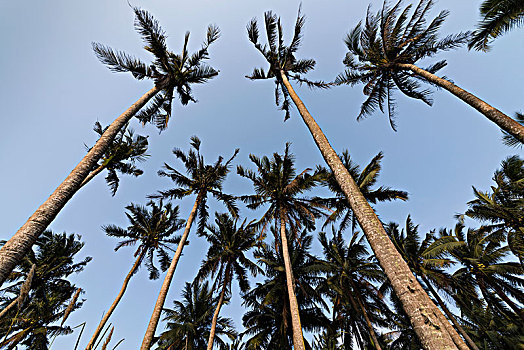 仰视角度拍摄的椰树林