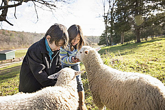 两个孩子,动物,围场,喂食,两只,羊