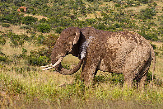 非洲象,水,喝,水坑,国家公园,禁猎区,南非,非洲