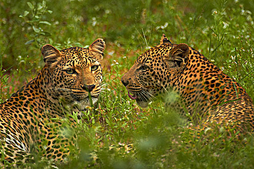 豹,克鲁格国家公园,南非