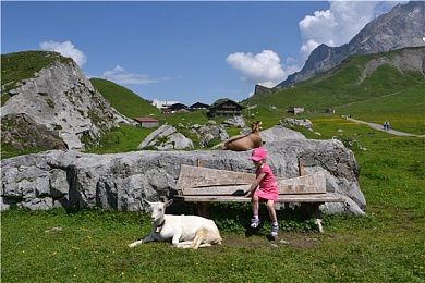 阿尔卑斯山羊图片