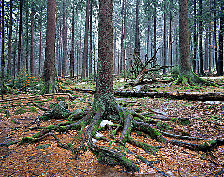 树林,挪威针杉,树,欧洲云杉,残余,雪,巴伐利亚森林国家公园,巴伐利亚,德国,欧洲