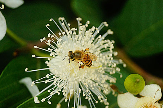 一只蜜蜂爬在花蕊上采蜜