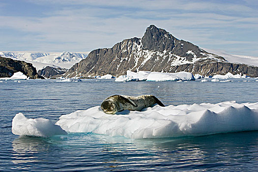 海豹,冰山,小湾,南极半岛,南极
