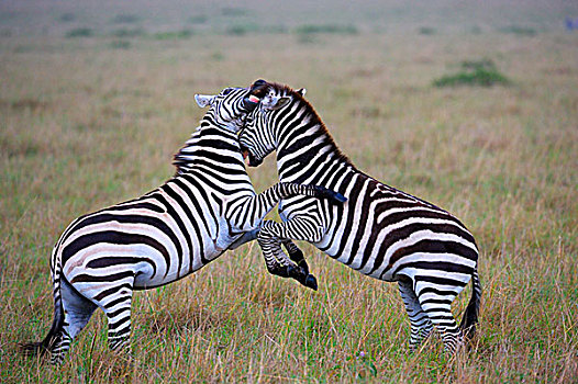 斑马,马,争斗,马赛马拉国家保护区,肯尼亚,非洲
