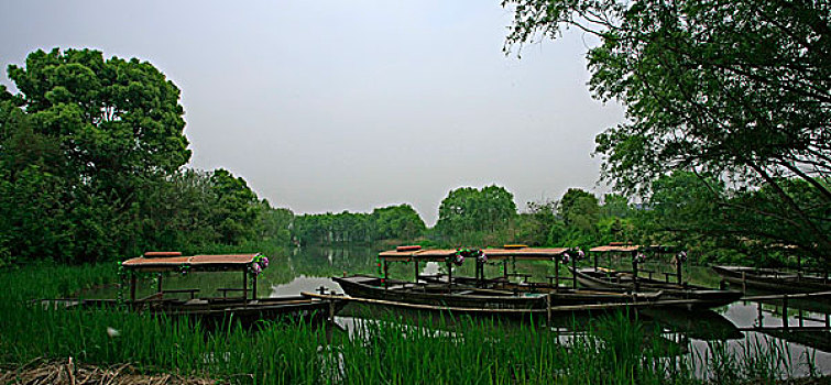 西溪湿地上的游船