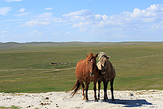 内蒙古牧场,羊群