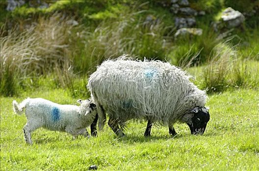 绵羊,达特姆尔高原,国家公园,德文郡,英格兰