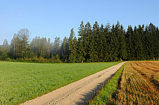 小,道路,草地,地点,树林,巴伐利亚,德国