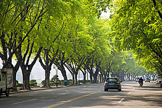 城市,道路,树木,绿化