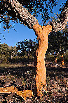 栓皮栎,西班牙栓皮栎,展示,树皮,埃斯特雷马杜拉,西班牙