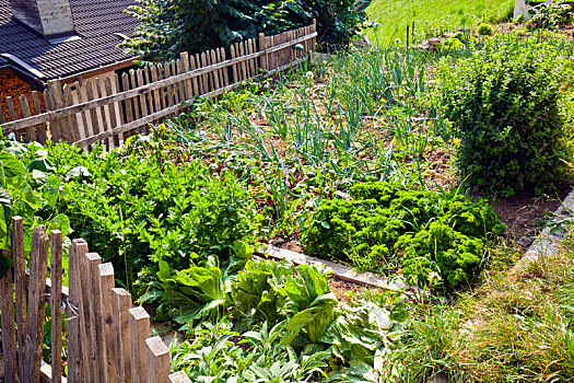 别墅花园,蔬菜