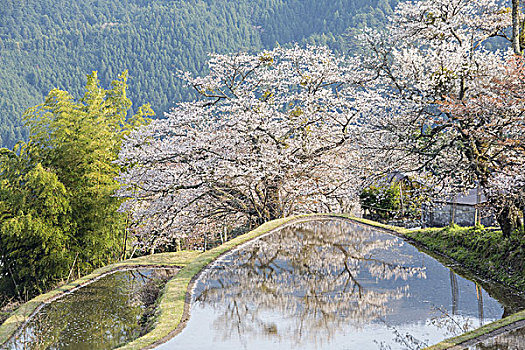 樱花,稻米梯田,日本