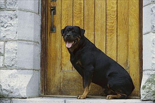 罗特韦尔犬,狗,户外,门,房子