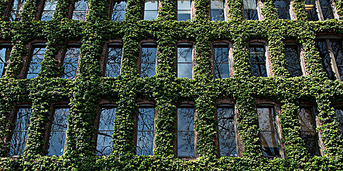 蔓藤,成长,建筑,窗户,西雅图,华盛顿,美国
