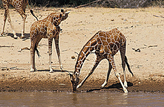 网纹长颈鹿,长颈鹿,群,喝,河,公园,肯尼亚
