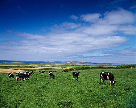 牲畜,母牛,爱尔兰