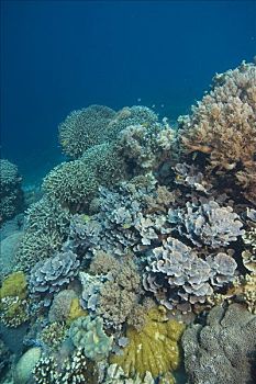 遮盖,珊瑚礁,软,石头,珊瑚,菲律宾,太平洋