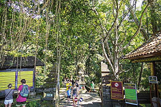 猴子,树林,乌布,巴厘岛,印度尼西亚