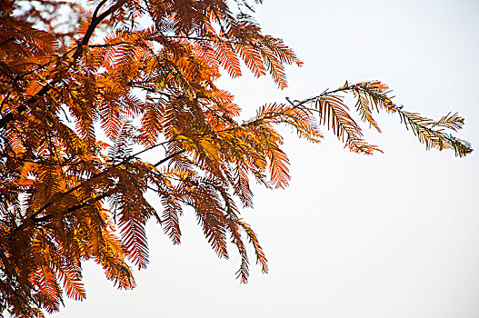 深秋时水杉树的树叶