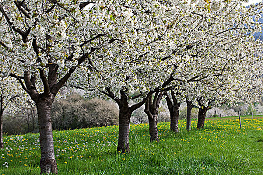 樱桃树,盛开,黑森林,巴登符腾堡,德国,欧洲