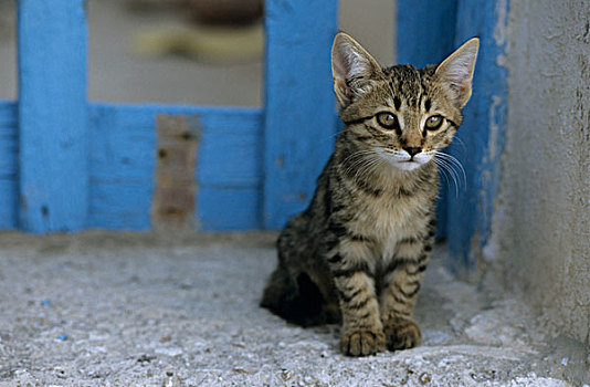 猫,希腊