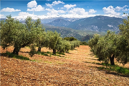漂亮,山谷,老,橄榄树,格拉纳达,西班牙