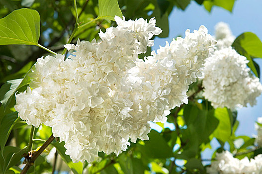 花,白色,丁香,丁香花