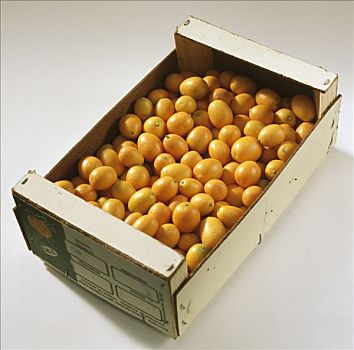 金橘,品种,摩洛哥