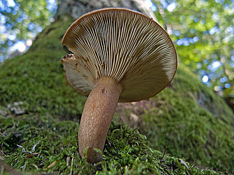 松乳菇,蘑菇