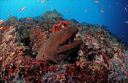 巨大,海鳗,阿里环礁,马尔代夫,印度洋