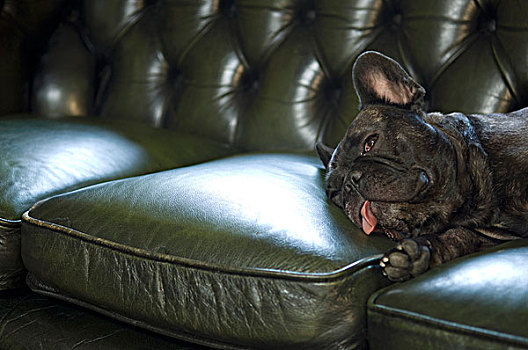 法国牛头犬,躺着,沙发